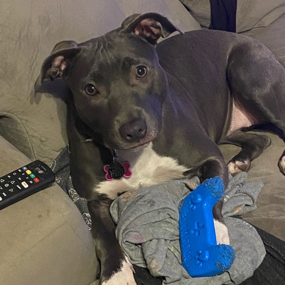 Meet your Posher, Denise l. - Picture 1 of 2